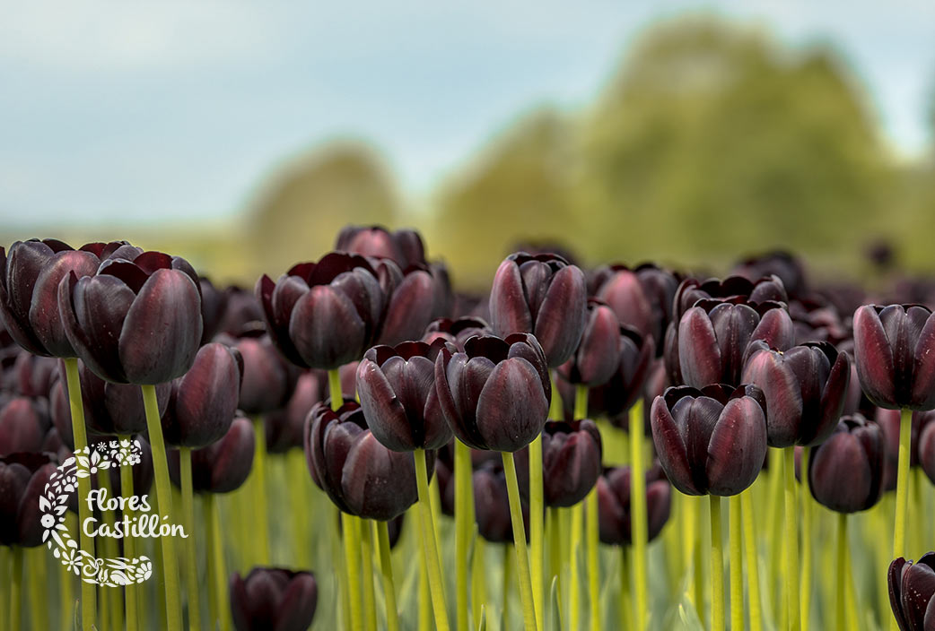 tulipanes negros