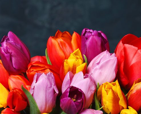 significado del color de los tulipanes