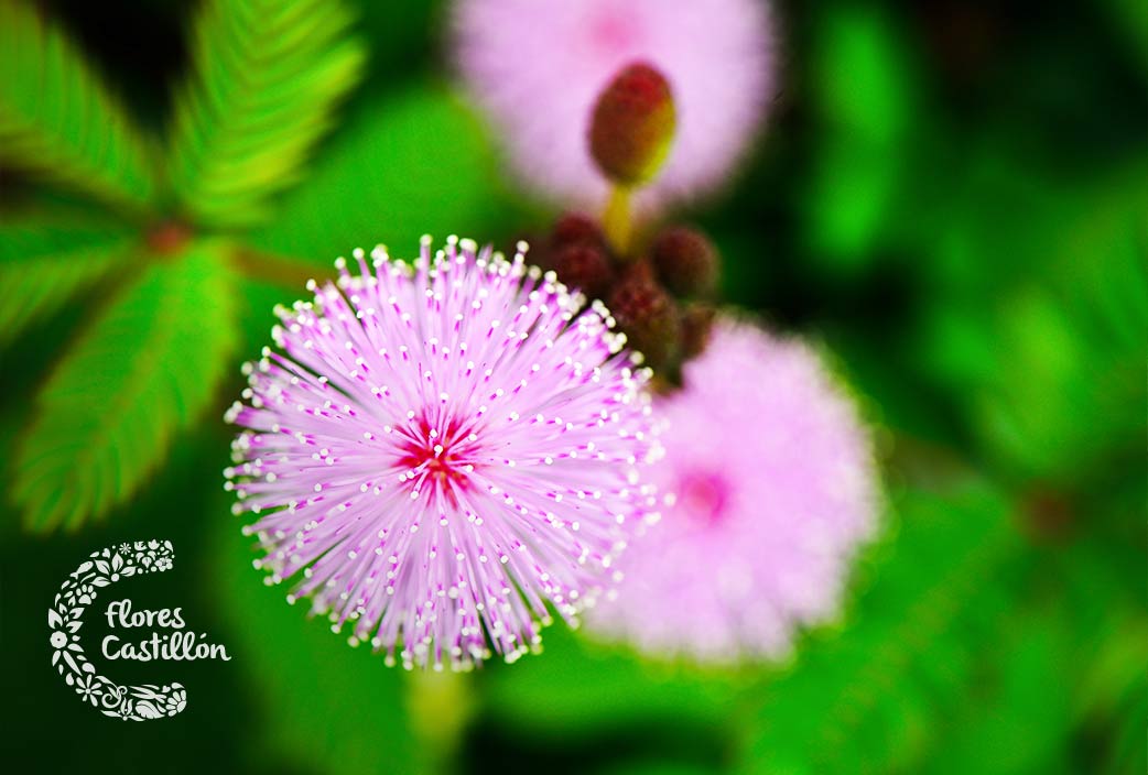 mimosa-flor-de-marzo