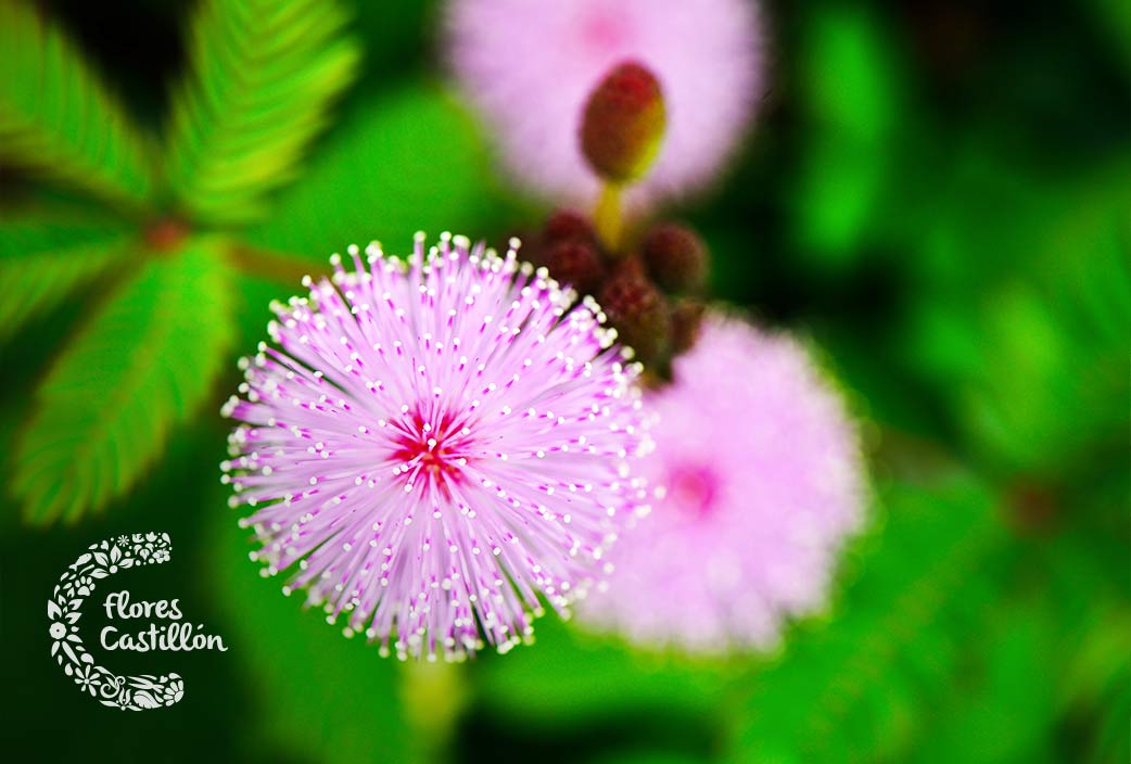 Cuidados y características de la Mimosa Pudica | Flores Castillon