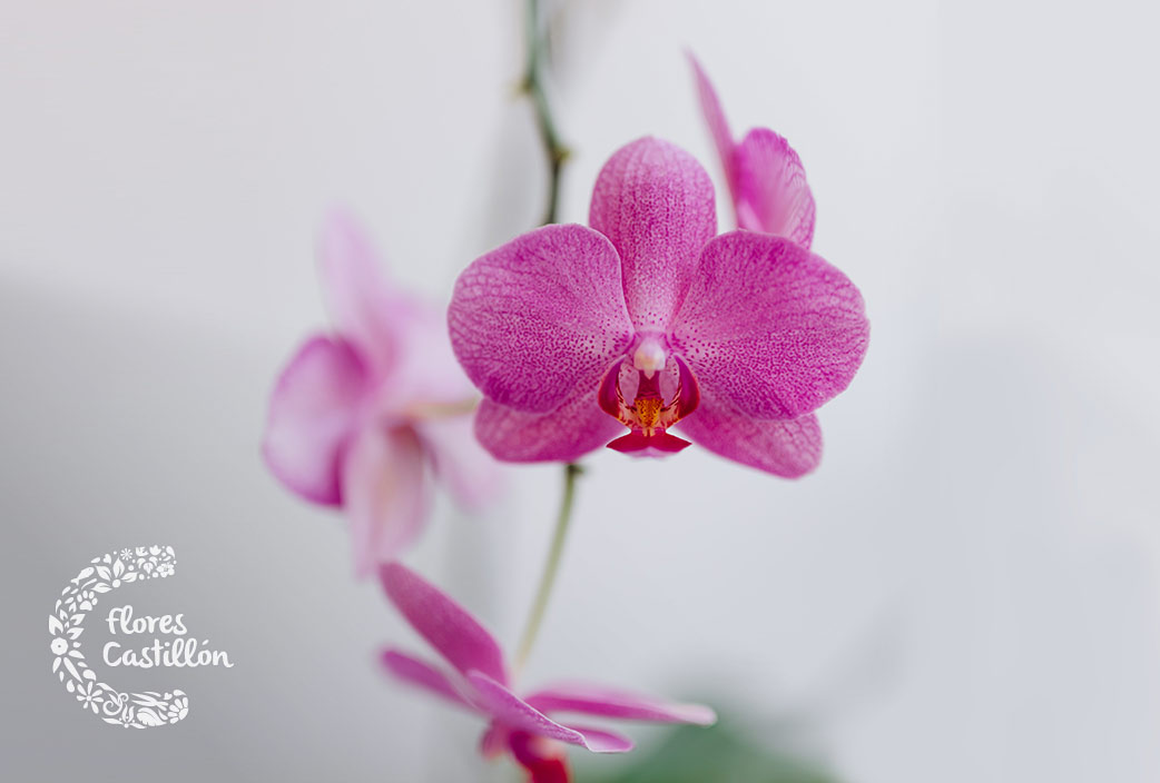 Planta Orquídea colgante