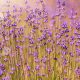 lavanda