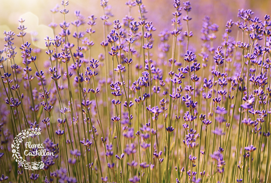 Cuidados de la lavanda | Flores Castillon