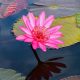 flor de loto