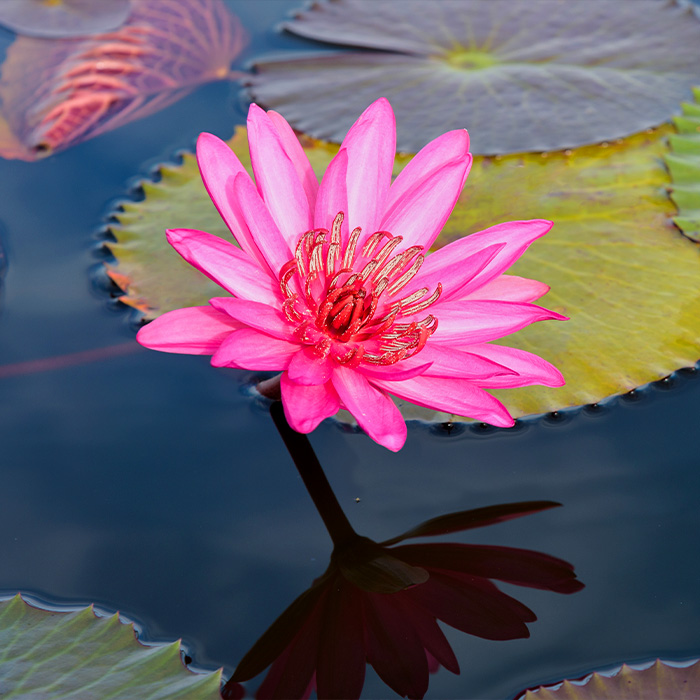 Cuidados de la flor de loto