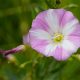 convolvulus arvensis