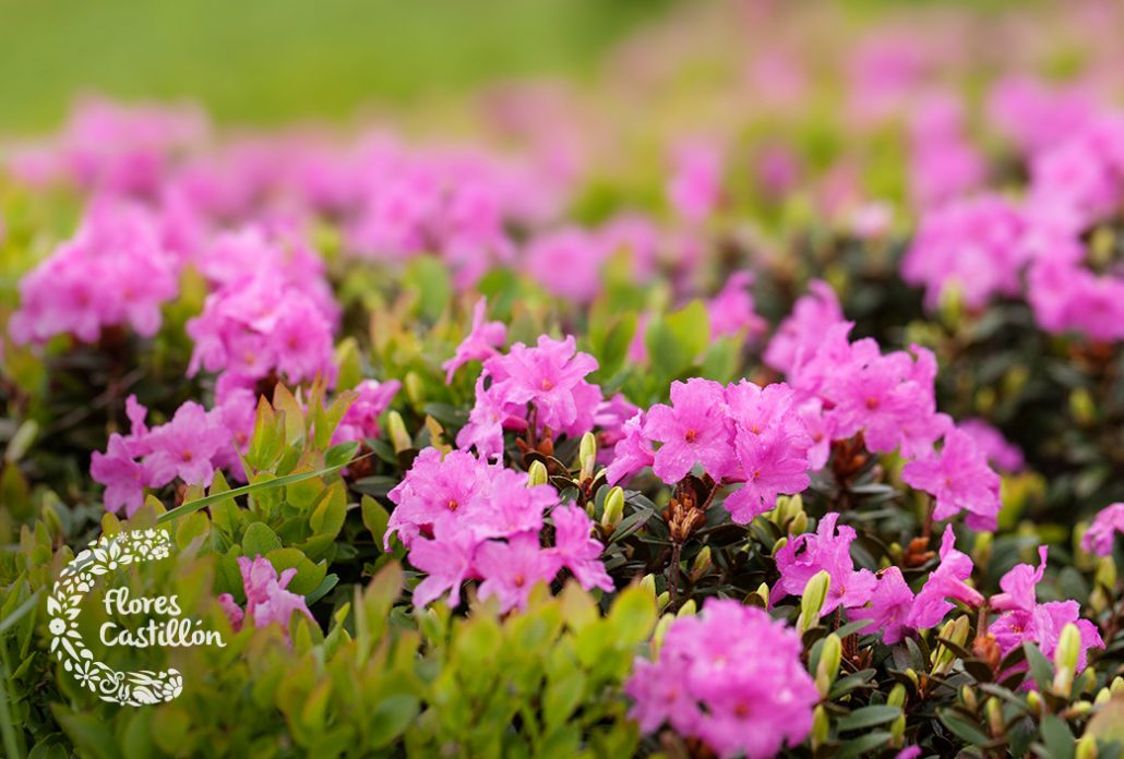 rododendro en el campo