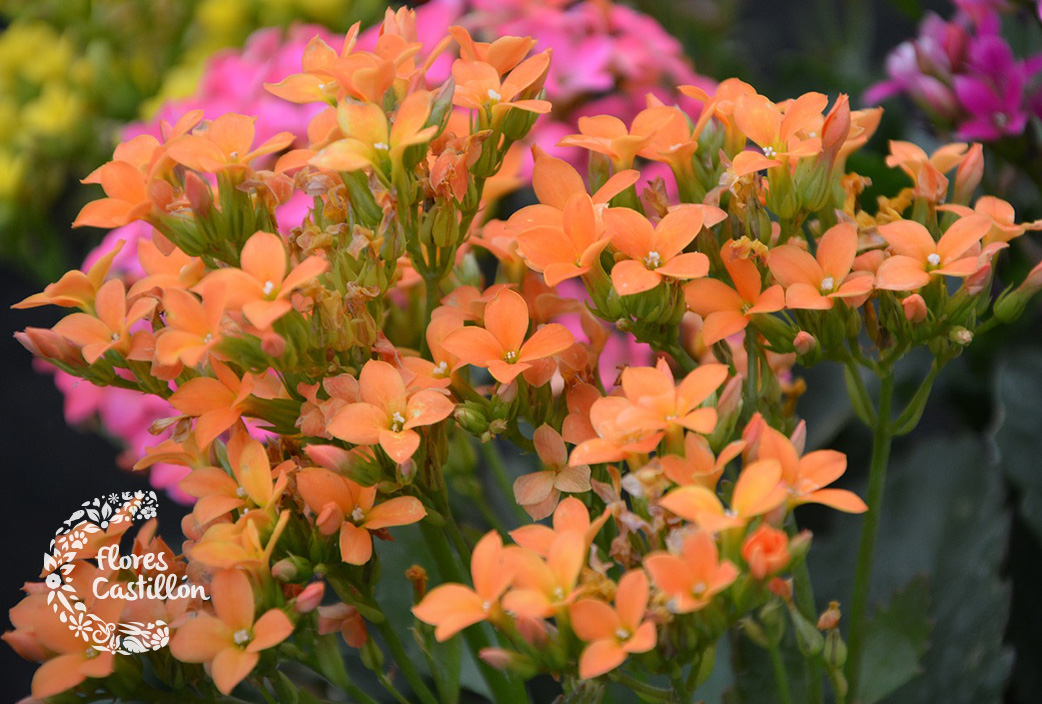 Kalanchoe