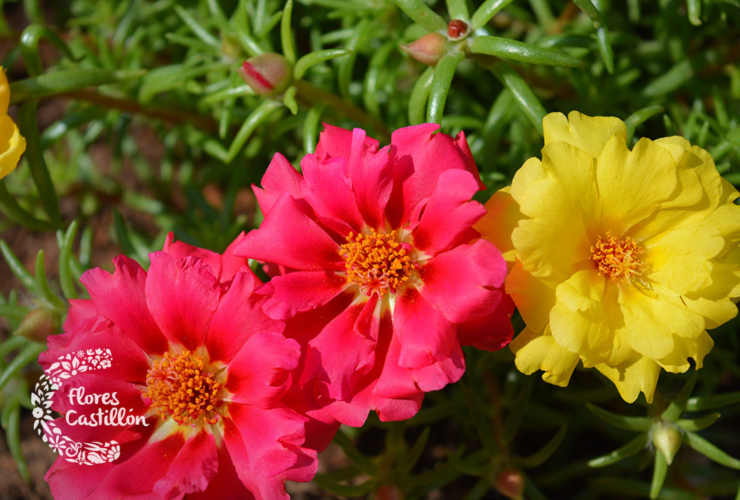 Portulaca