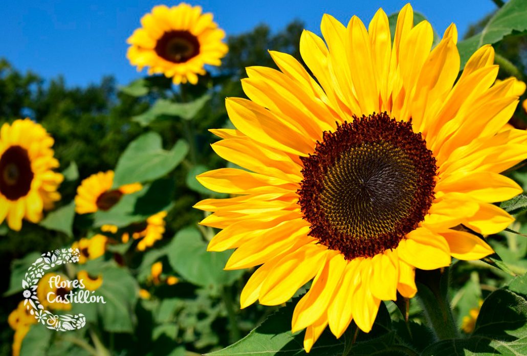 El girasol, planta del mes de agosto