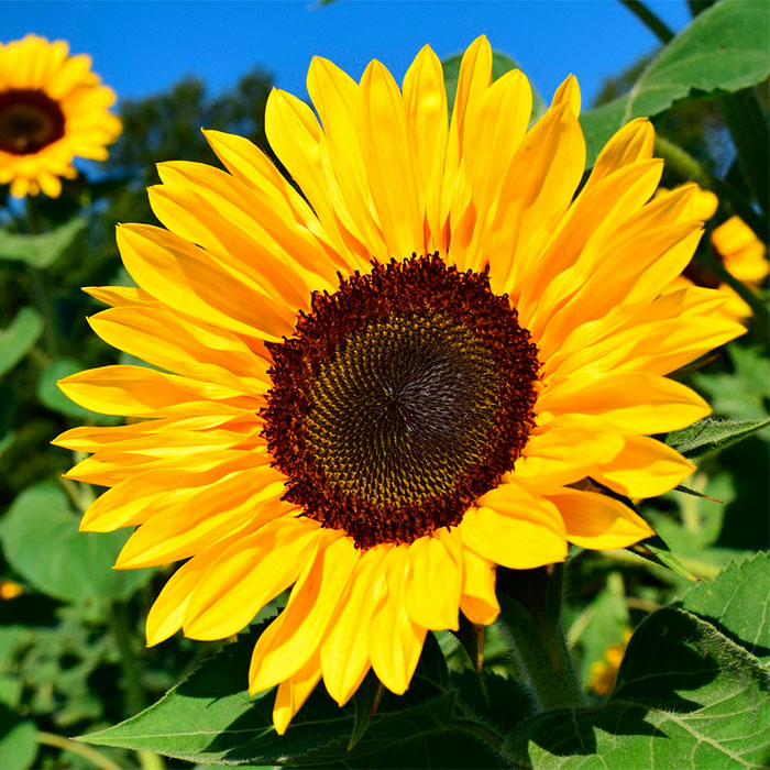 girasol en un prado verde