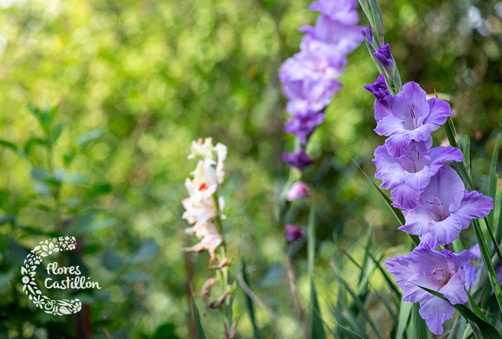 Gladiolos de color violeta con el logo de Flores Castillón