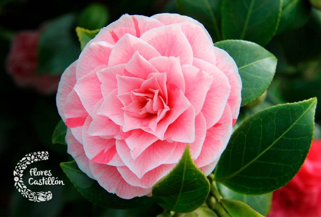 CAmelia