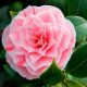 Camelia