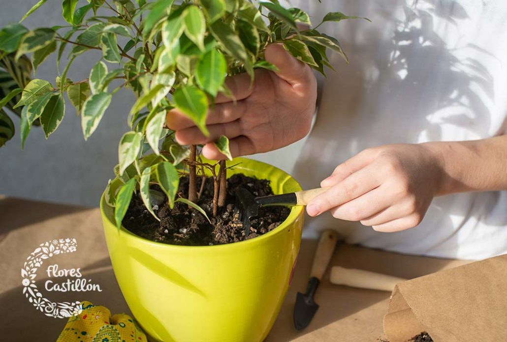 como cuidar de tu jardin en invierno