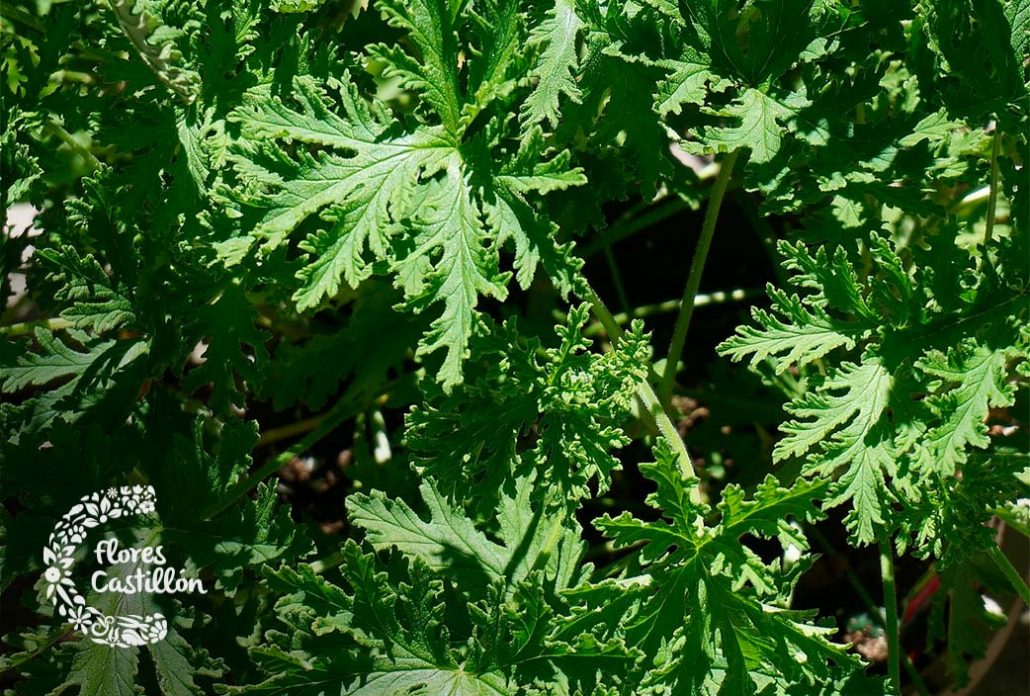 citronella planta