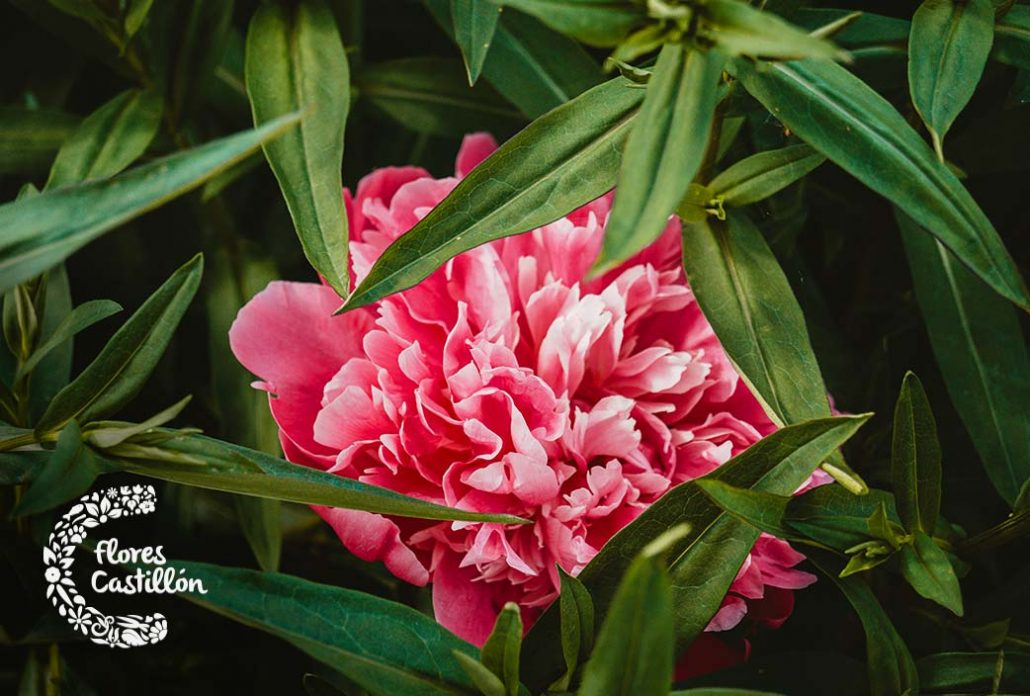 peonia planta de mayo