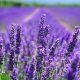 lavanda planta de junio