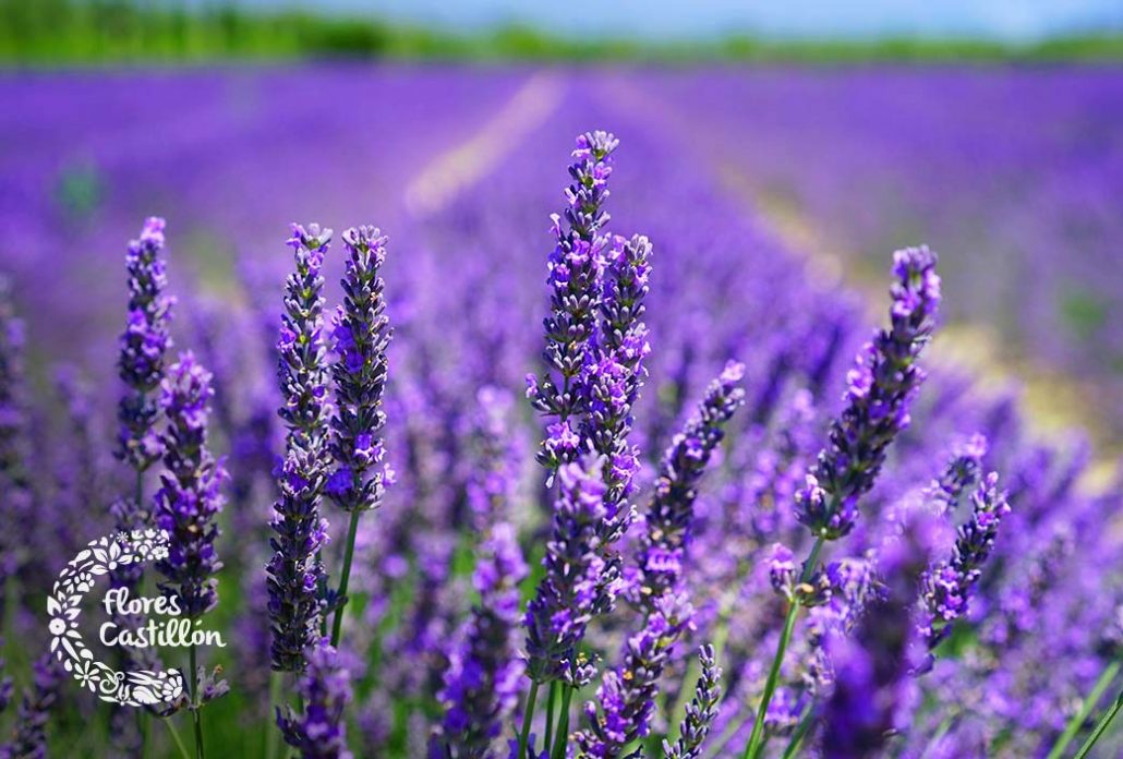lavanda planta de junio
