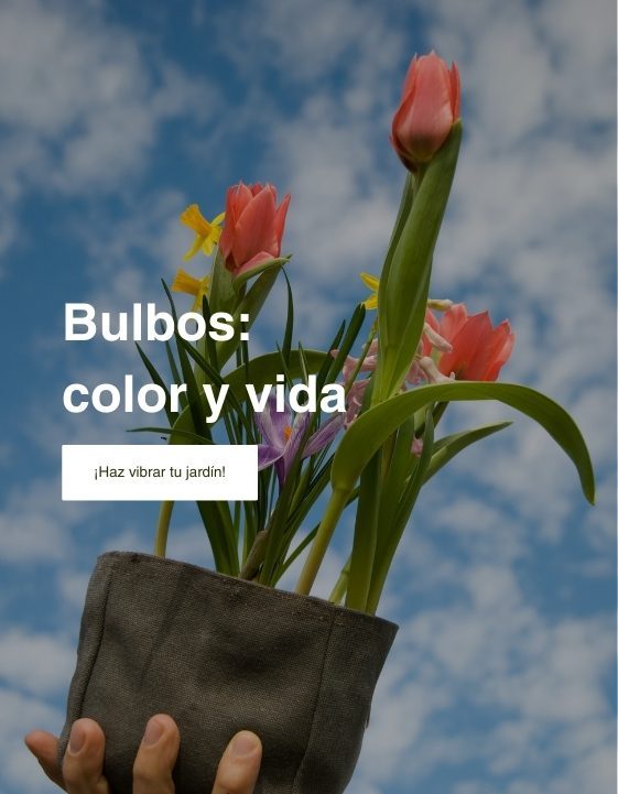 Bulbos