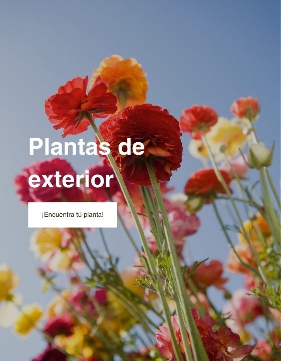 Plantas de exterior