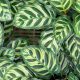 planta calatea