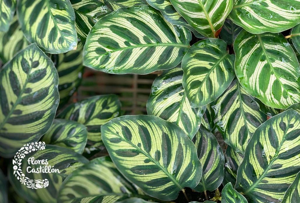 planta calatea