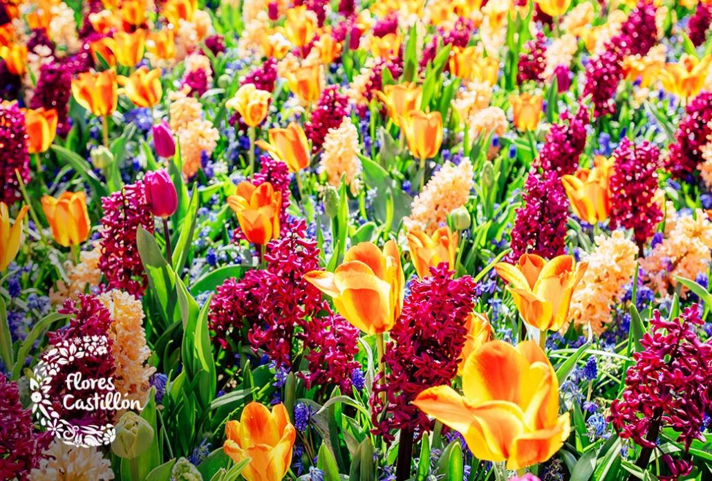 flores primavera