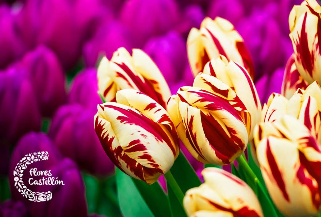 tulipanes