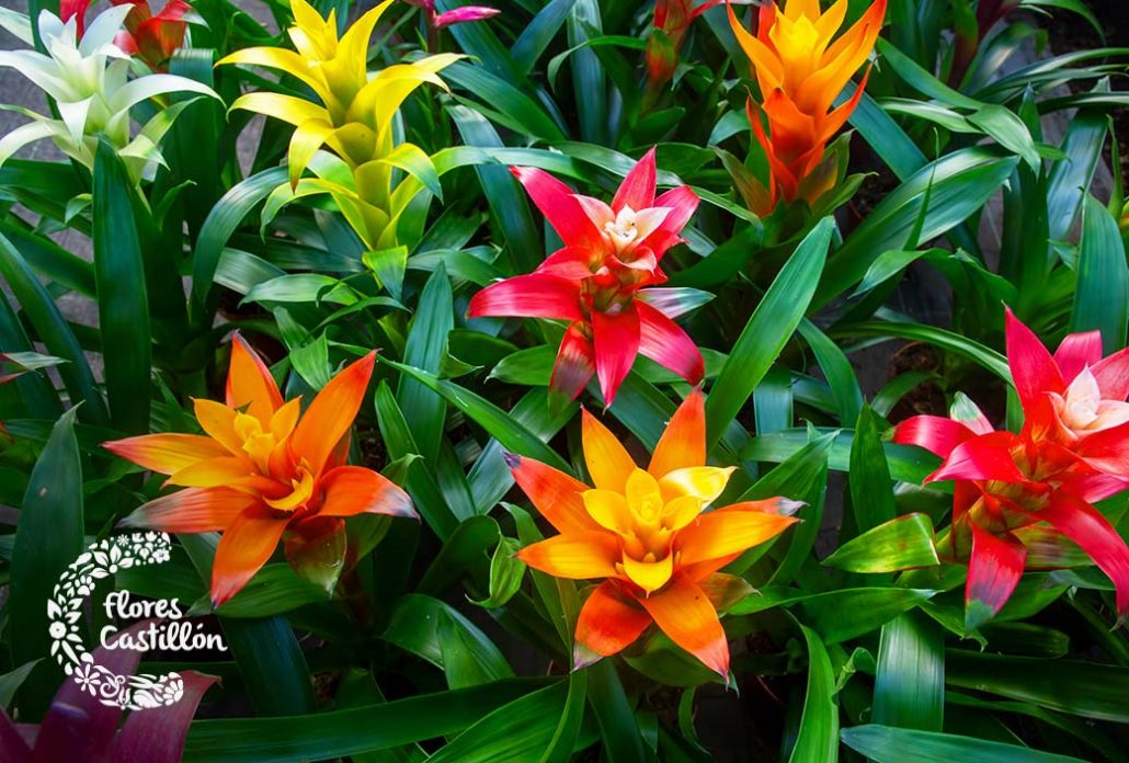 Planta del mes Guzmania Calypso