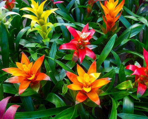 Guzmania Calypso Flores Castillón