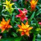 Guzmania Calypso Flores Castillón