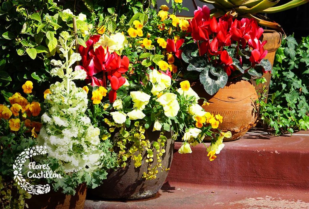 Plantas de colores en macetas en una terraza.