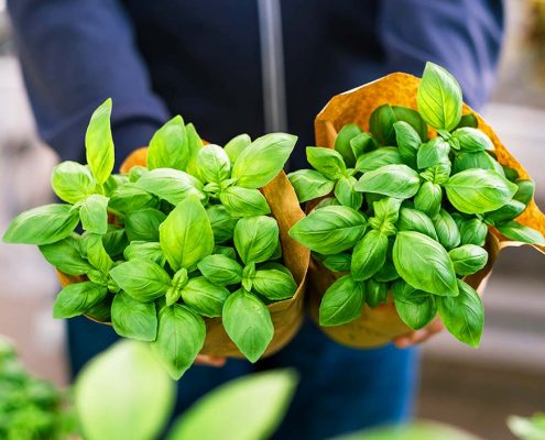 Plantas de albahaca.