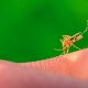 Mosquito posado en piel.