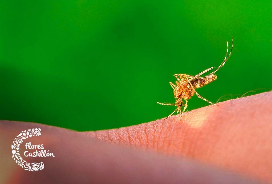 Mosquito posado en piel.