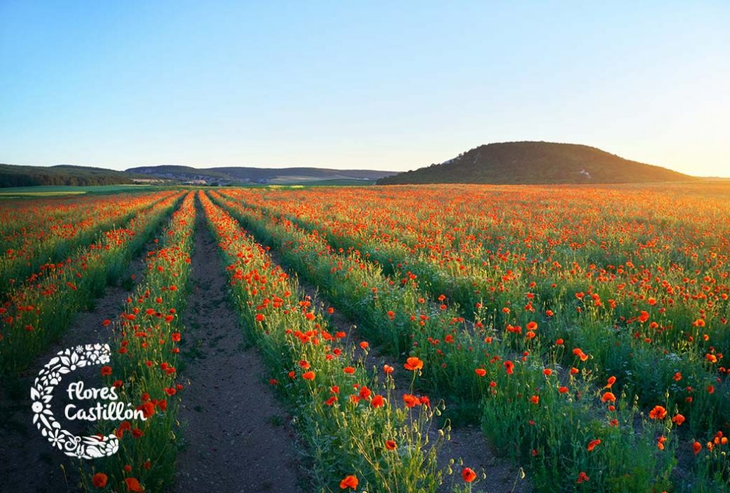 Campo de amapolas rojas.