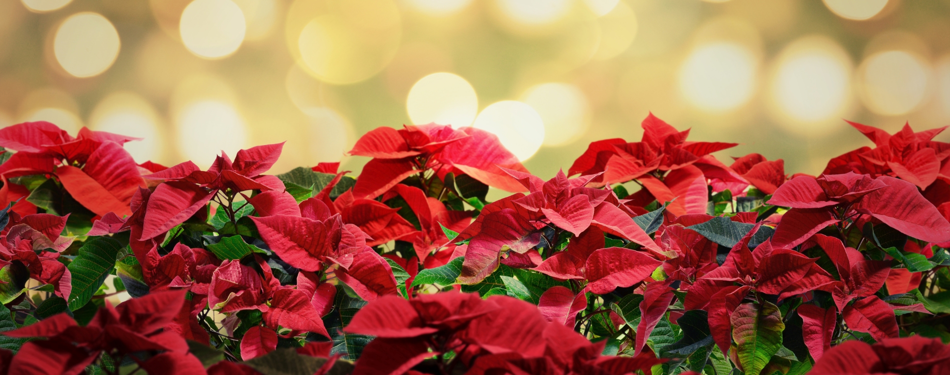 PORTADAS SLIDER HOME