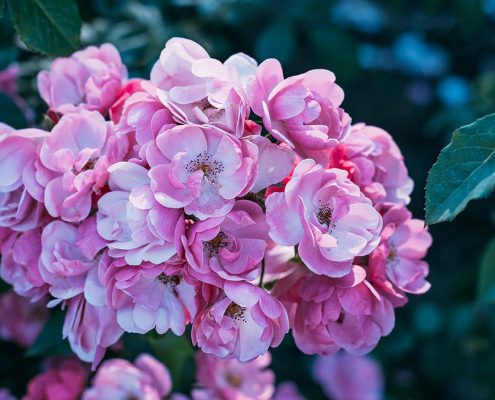 rosacea